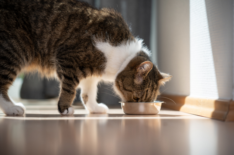 給予貓咪最適合的飲食，保持健康快樂